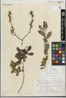 Foto von Salix myrsinifolia Salisb.